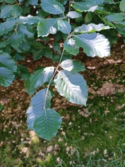 European beech
