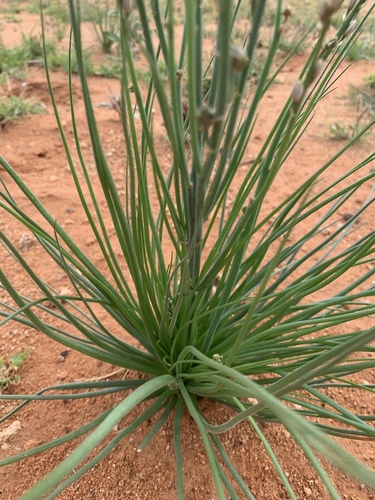 Onion-Leafed Asphodel