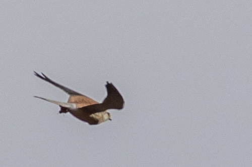 Nankeen Kestrel