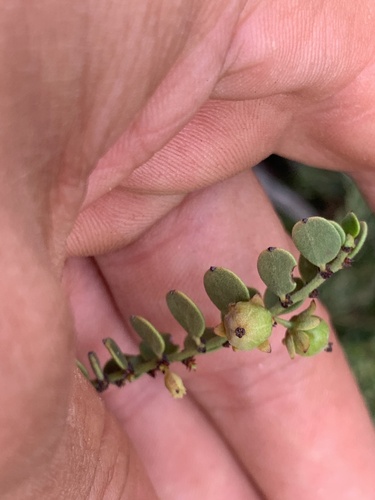 Synostemon crassifolius