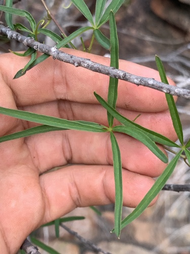 Clematicissus angustissima