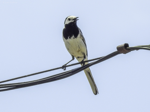 White Wagtail