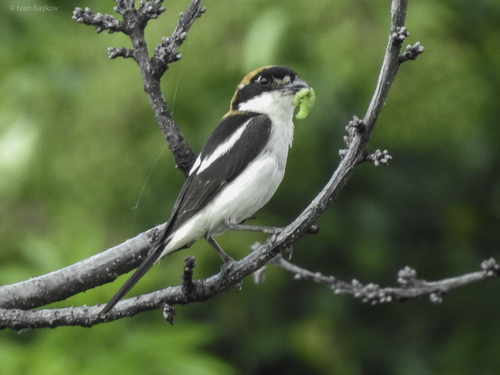Woodchat Shrike