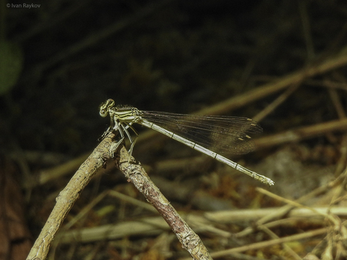 Blue Featherleg