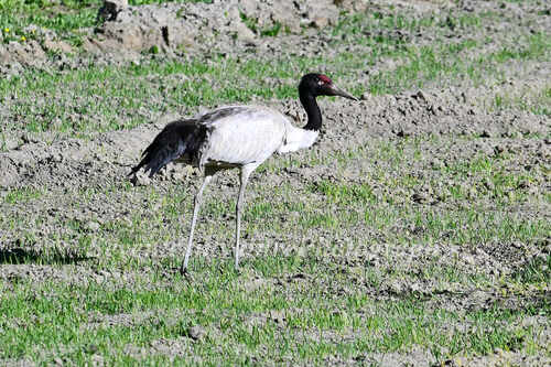 Black-necked Crane