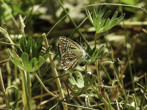 Brown Argus