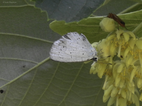 Holly Blue