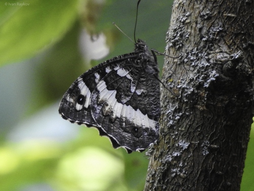 Great Banded Grayling