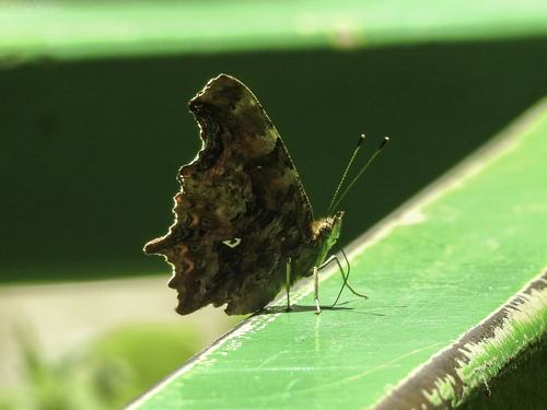 European Comma