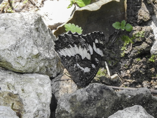 Great Banded Grayling