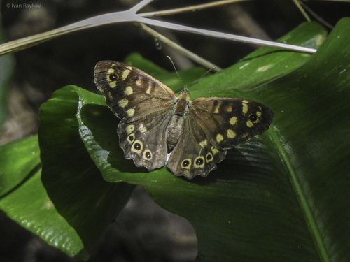Speckled Wood
