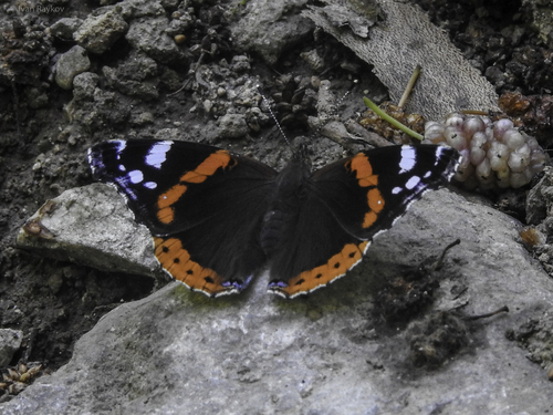 Red Admiral