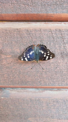 Lesser Purple Emperor