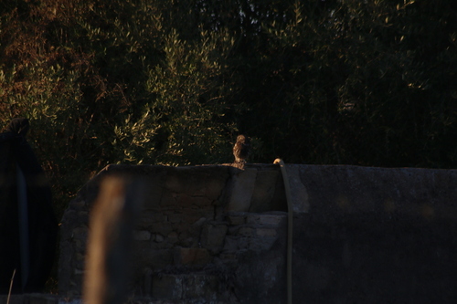 Little Owl