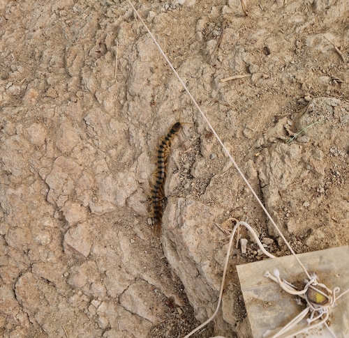 Mediterranean Banded Centipede