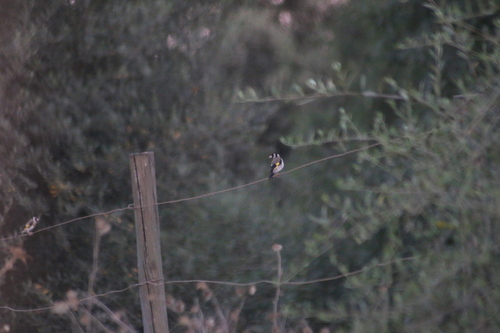 European Goldfinch