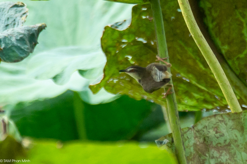 Plain Prinia