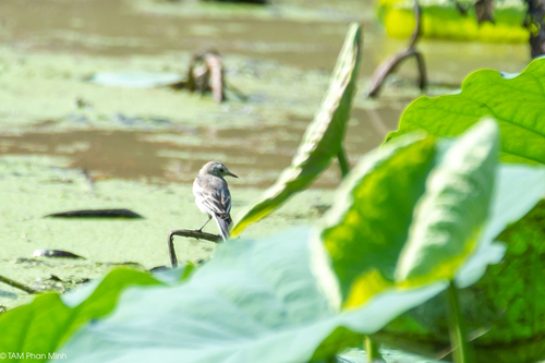 White Wagtail