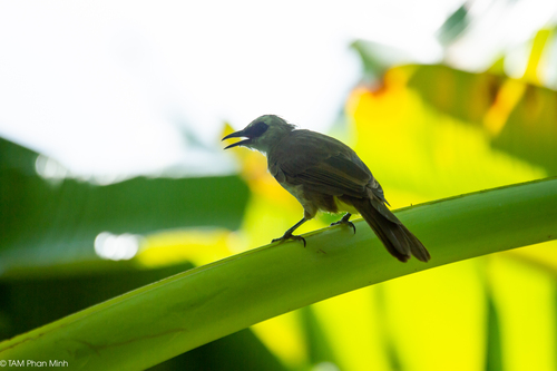 Yellow-vented Bulbul