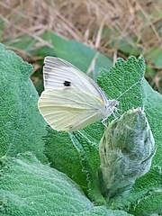 Large White