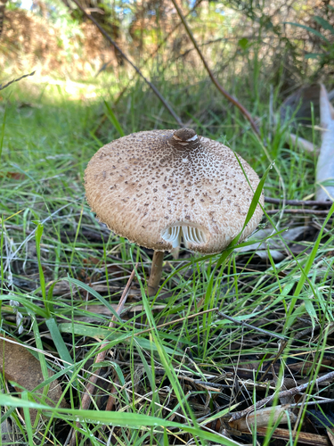 Graceful Parasol