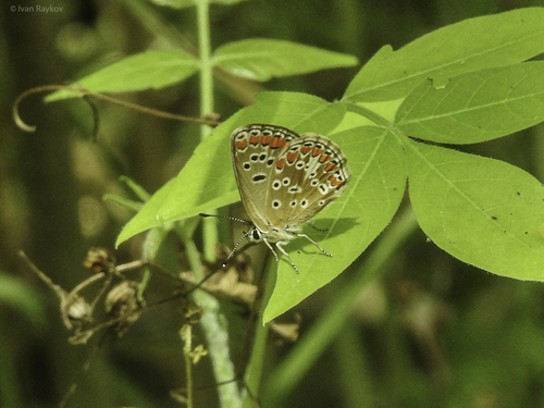 Brown Argus