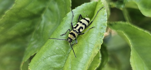 Grape Wood Borer