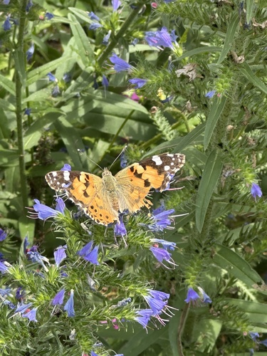 Painted Lady
