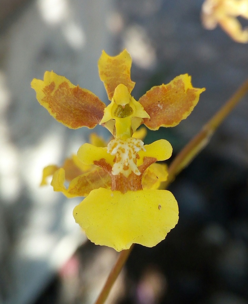 Orquídeas Dama Danzante (género Oncidium) · iNaturalist Ecuador