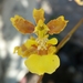 Orquídeas Dama Danzante - Photo (c) Marcos Vinagrillo, todos los derechos reservados, subido por Marcos Vinagrillo