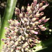 Aechmea mexicana - Photo (c) Marcos Vinagrillo, all rights reserved, uploaded by Marcos Vinagrillo