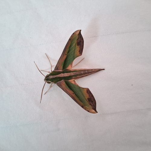 Green Pergesa Hawkmoth