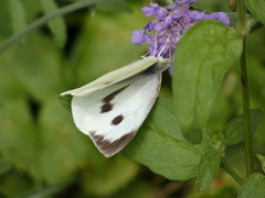Large White