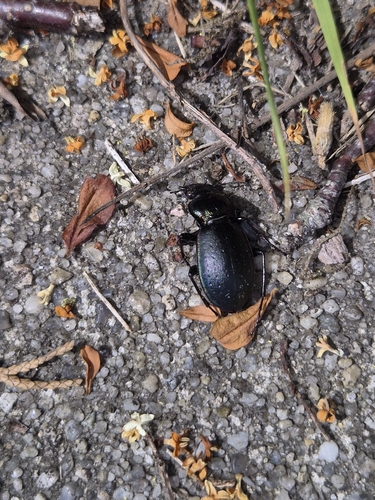 Bronze Ground Beetle