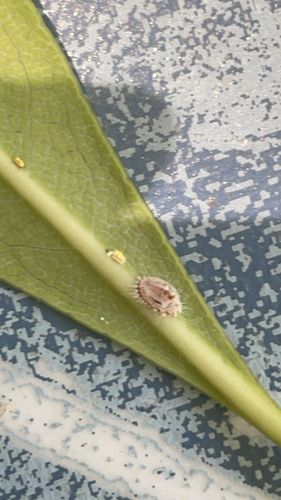 Cottony cushion scale