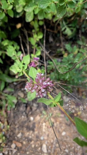 Oregano