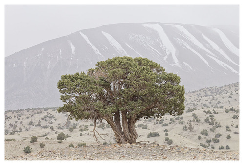 Atlas juniper