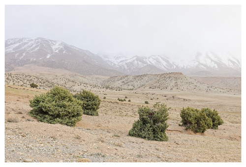 Juniperus oxycedrus badia
