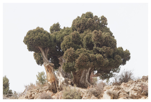 Atlas juniper
