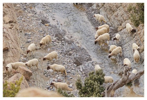 Common Domestic Sheep