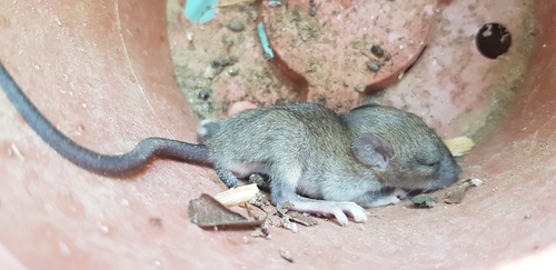 Black Rat