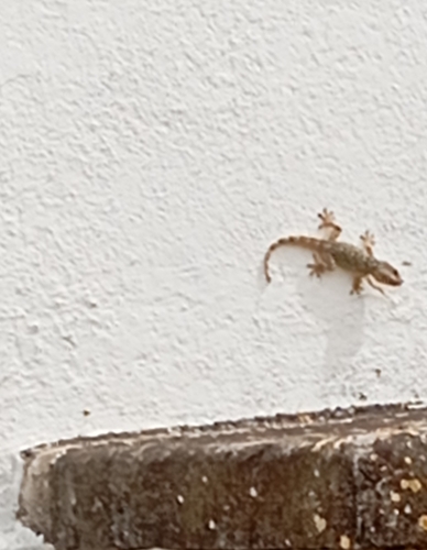 Moorish Gecko