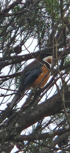 Eastern Spinebill