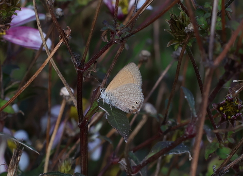 Double-spotted Line Blue