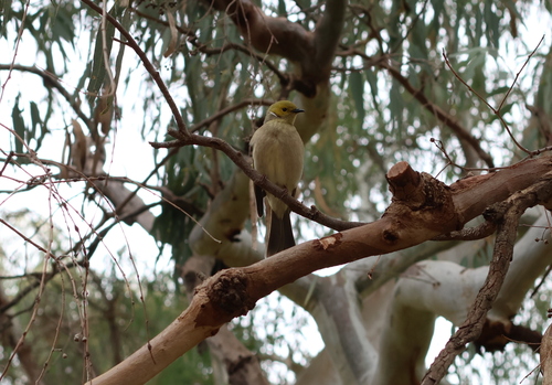 White-plumed Honeyeater