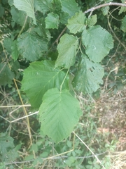 common hazel