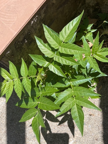 tree-of-heaven