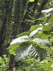 European beech