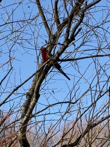 Crimson Rosella