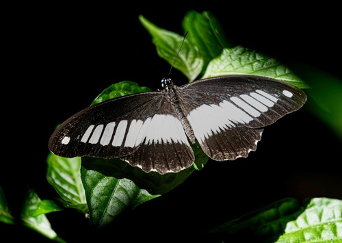 Mimetic Swallowtail